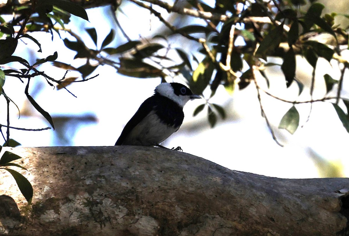 Pied Monarch - ML620507546