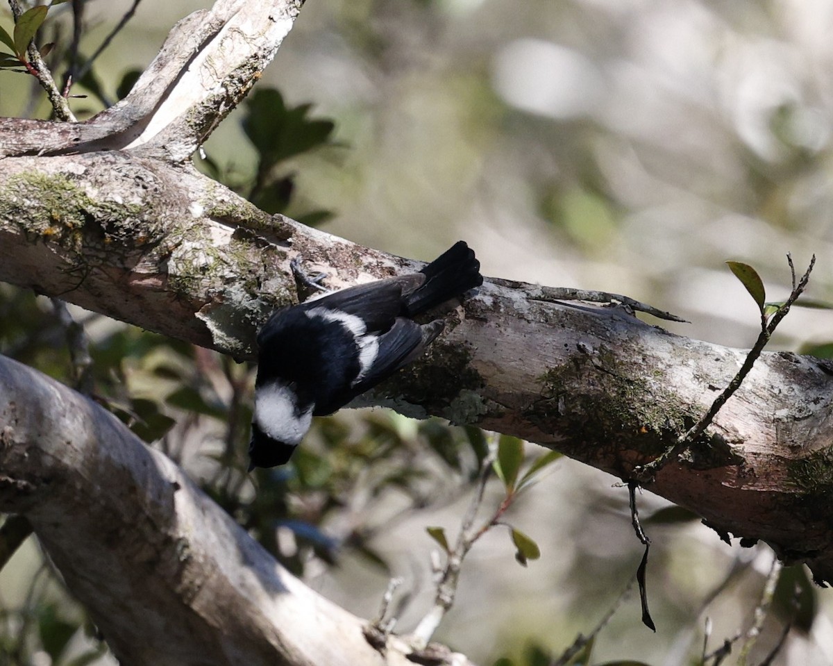 Pied Monarch - ML620507549