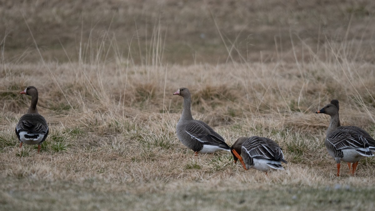 Greater White-fronted Goose - ML620507552