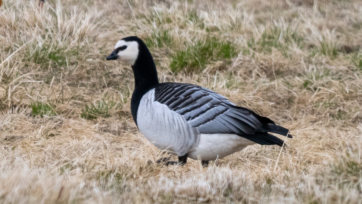 Barnacle Goose - ML620507560