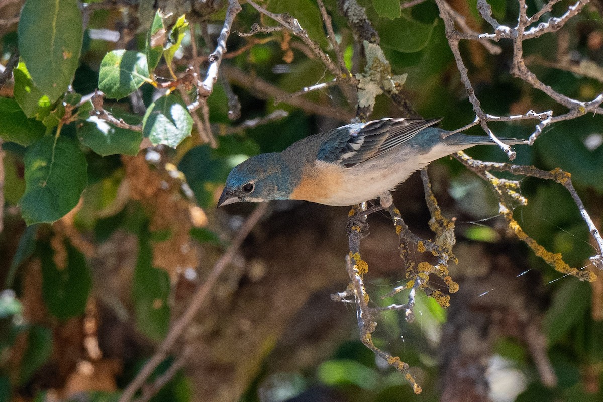 Lazuli Bunting - ML620507561