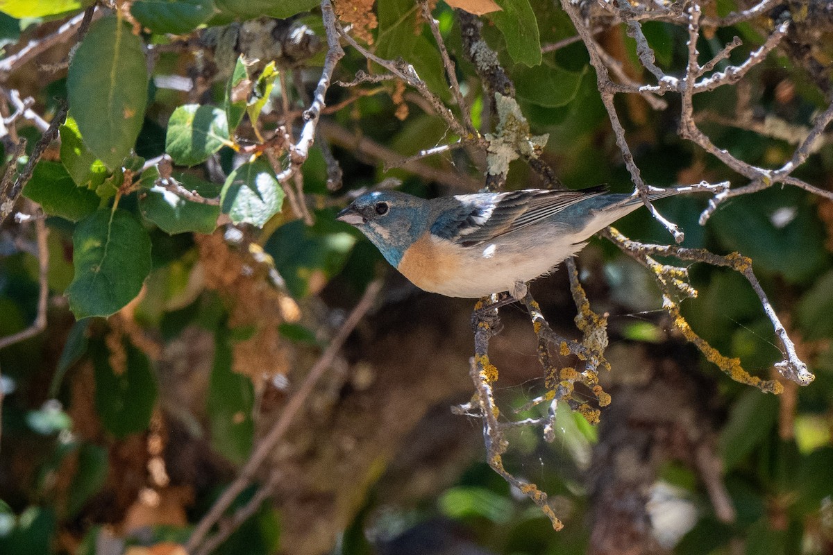 Lazuli Bunting - Susan Teefy