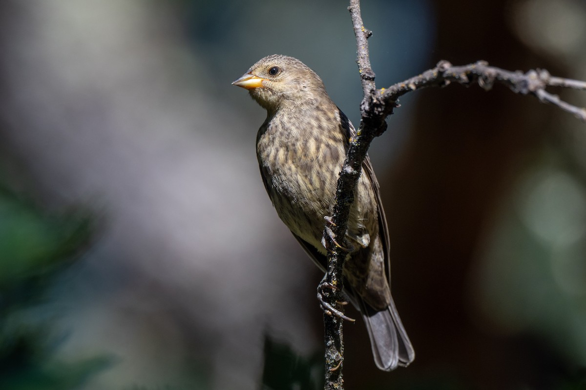 Brown-headed Cowbird - ML620507567