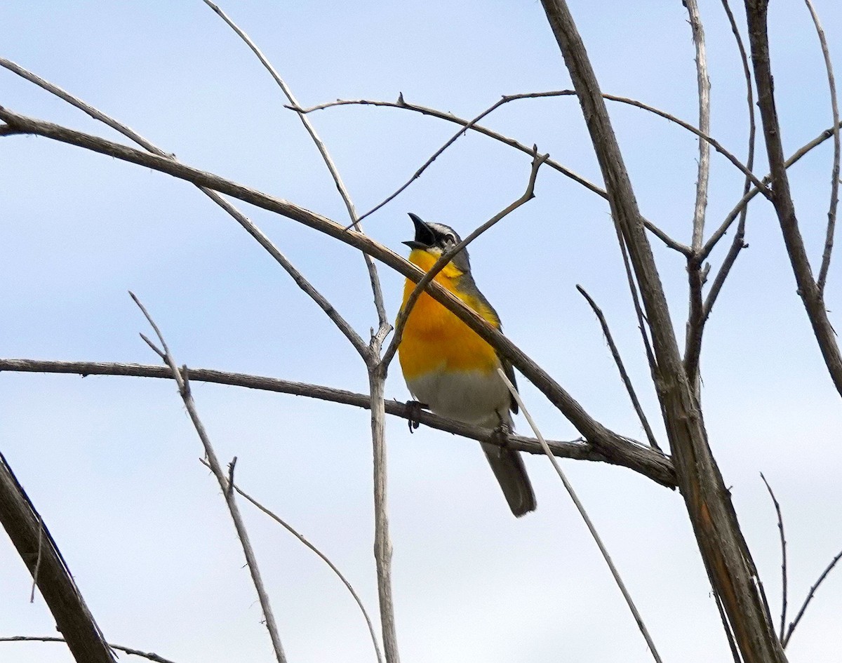 Yellow-breasted Chat - ML620507583