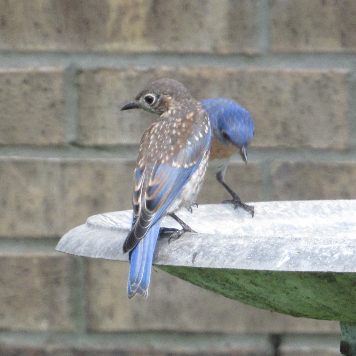 Eastern Bluebird - ML620507584