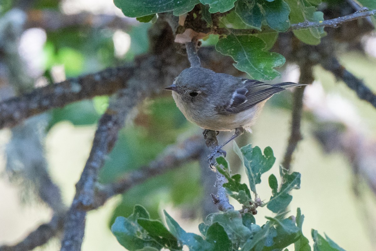 Hutton's Vireo - ML620507586