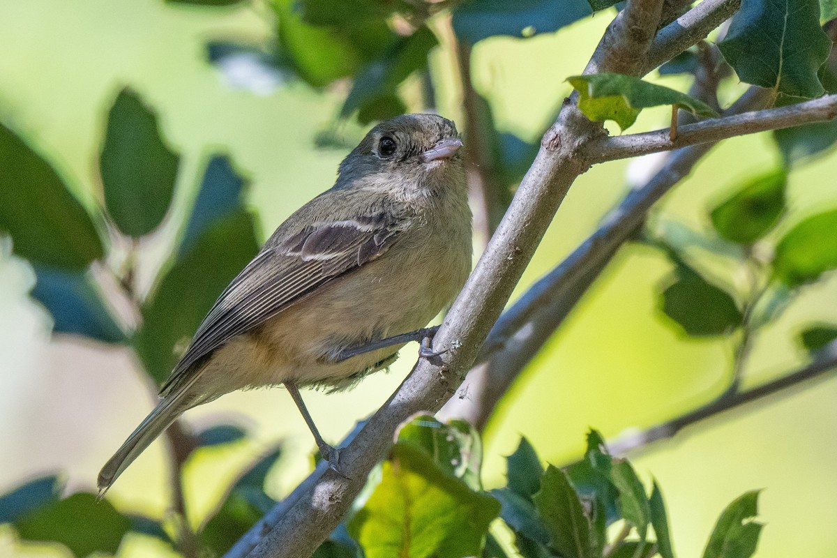 Hutton's Vireo - ML620507587