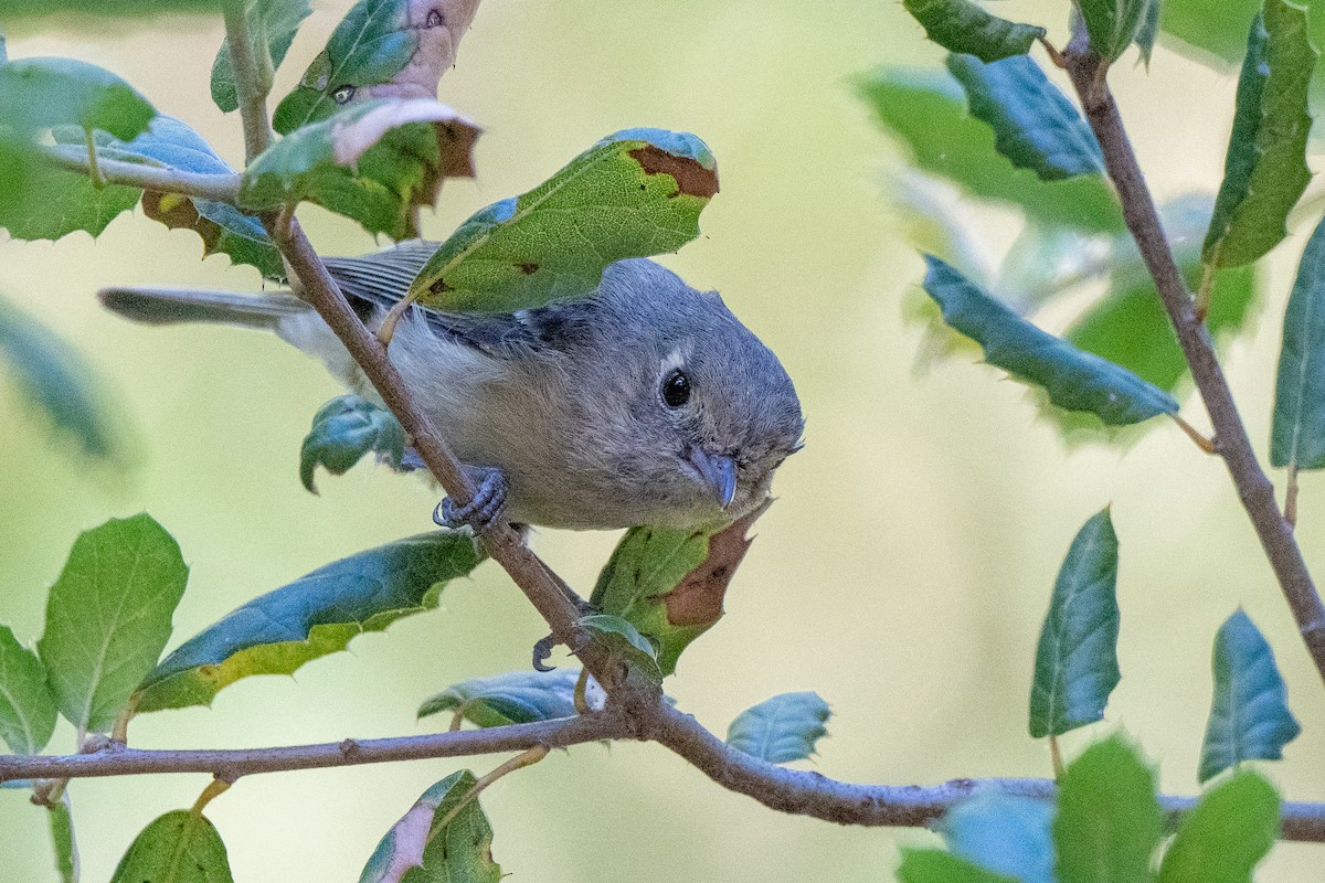 Hutton's Vireo - ML620507588