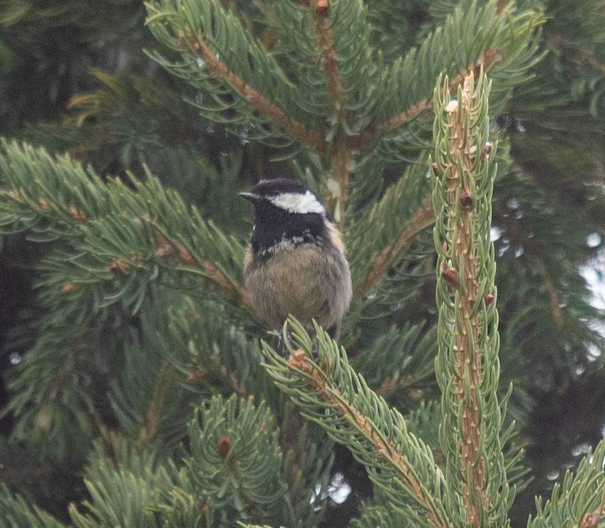 Coal Tit (Himalayan) - Clive Harris