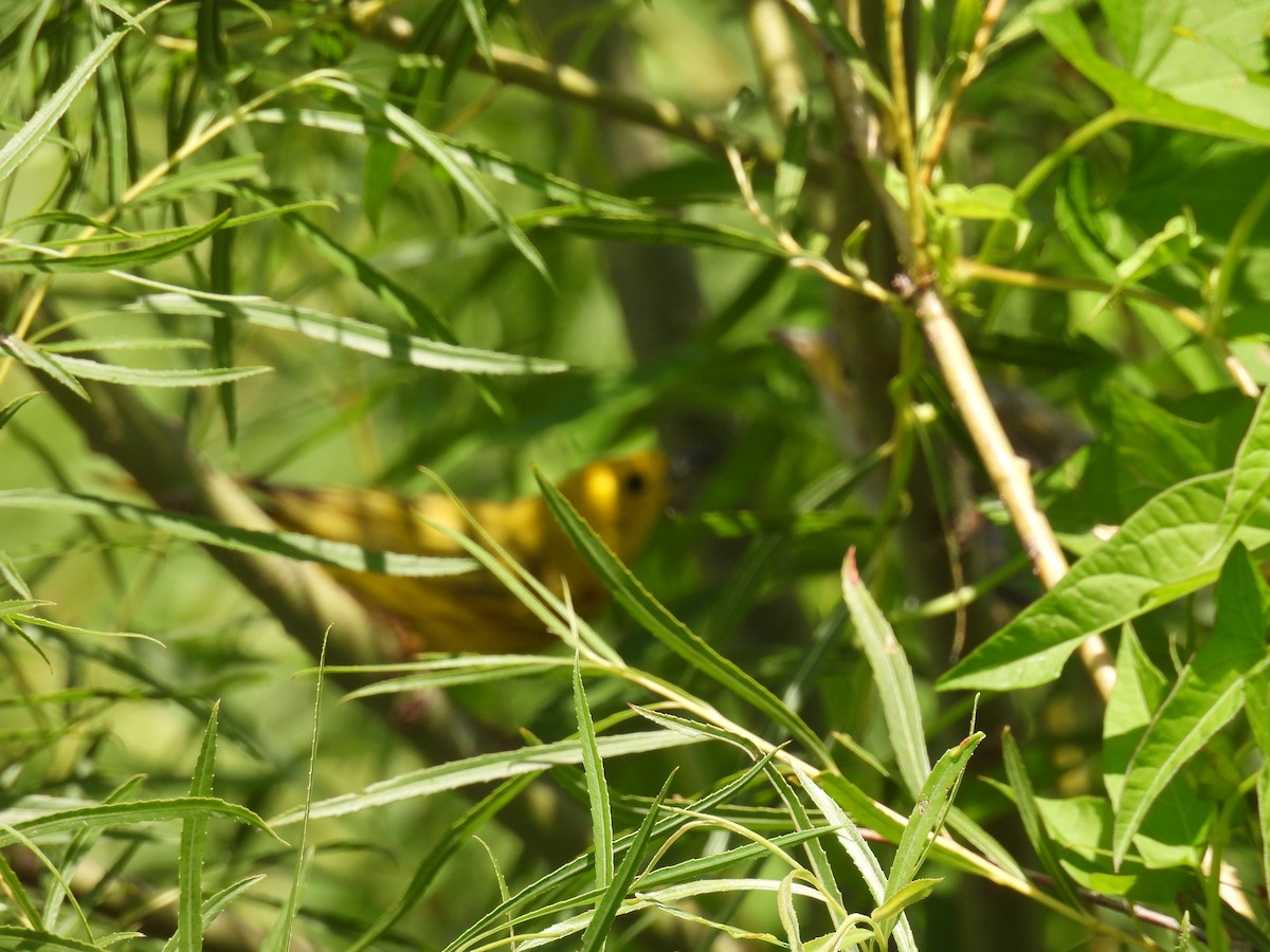 Yellow Warbler - Shannon Walker