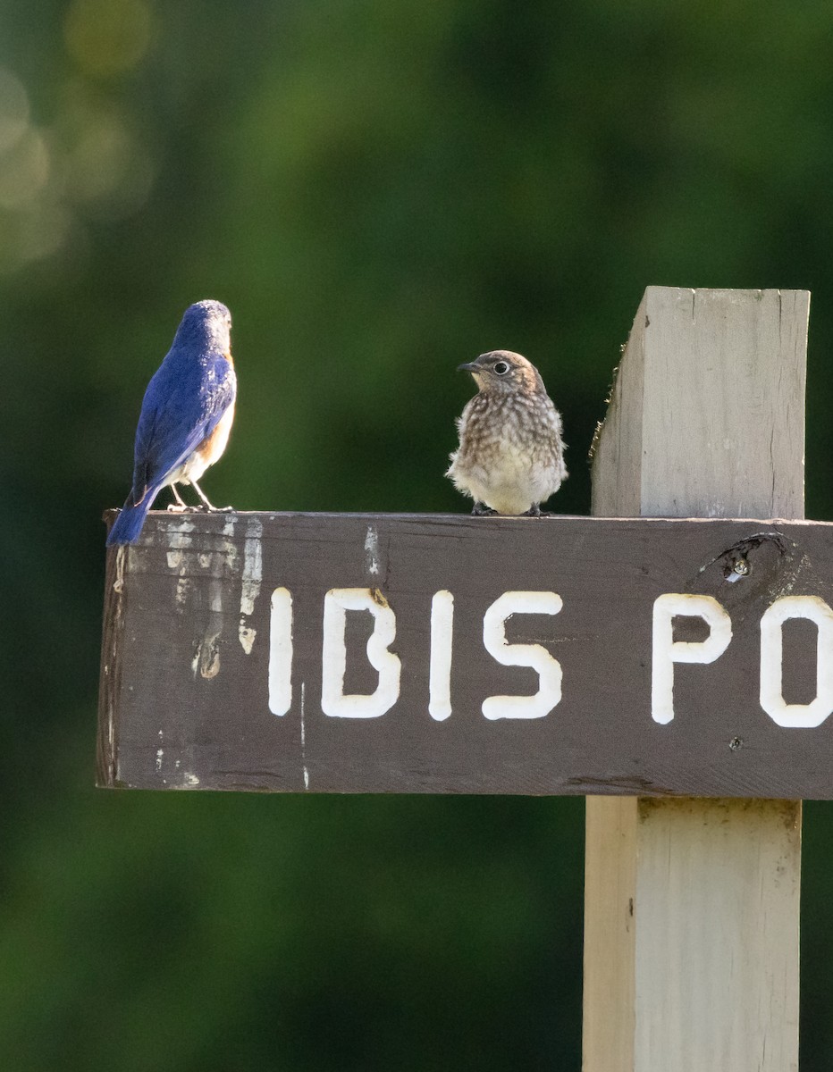 Eastern Bluebird - ML620507595