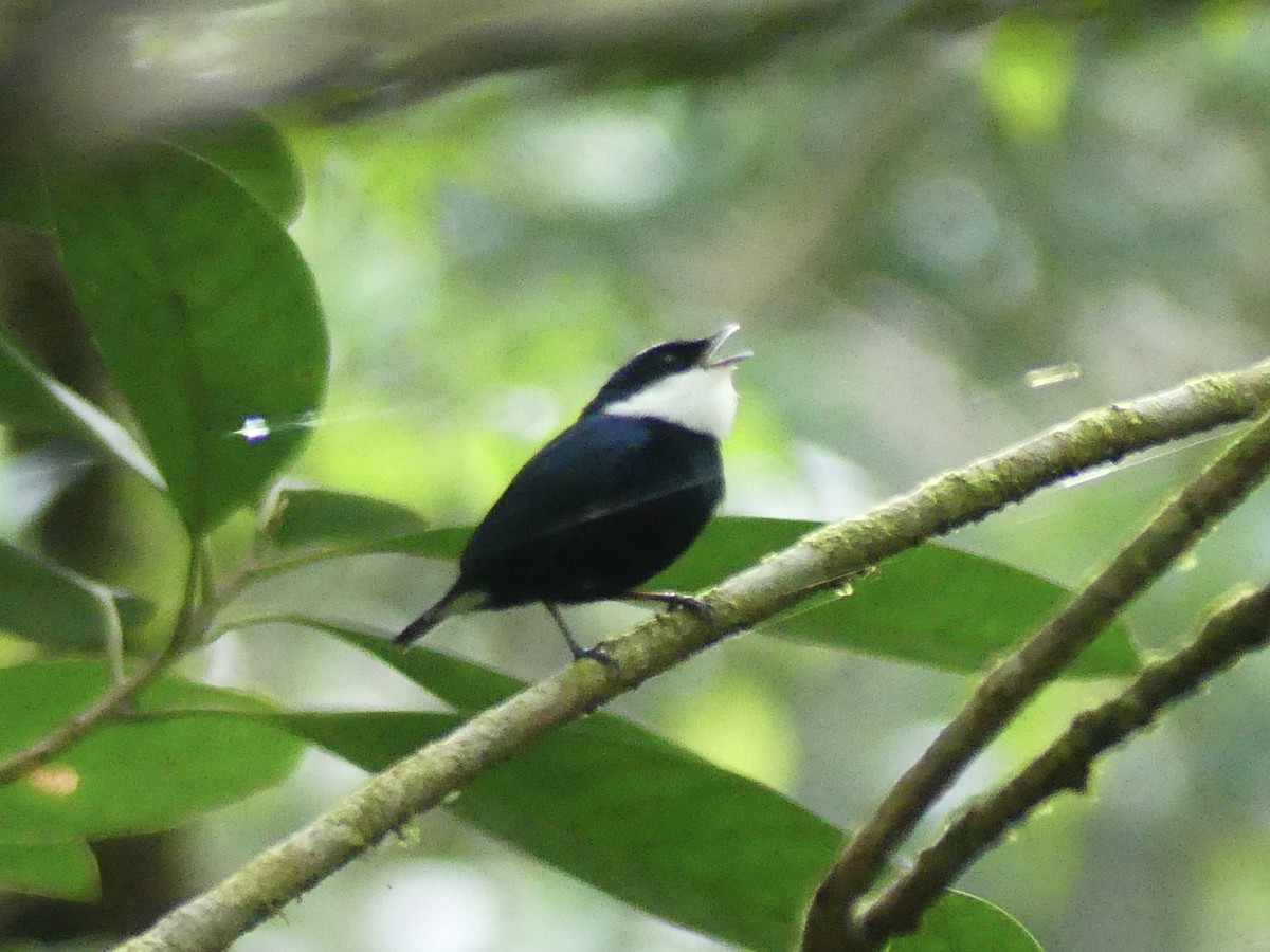 White-ruffed Manakin - ML620507597