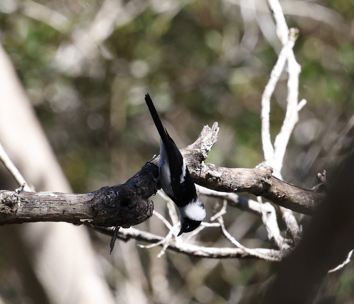 Pied Monarch - ML620507598