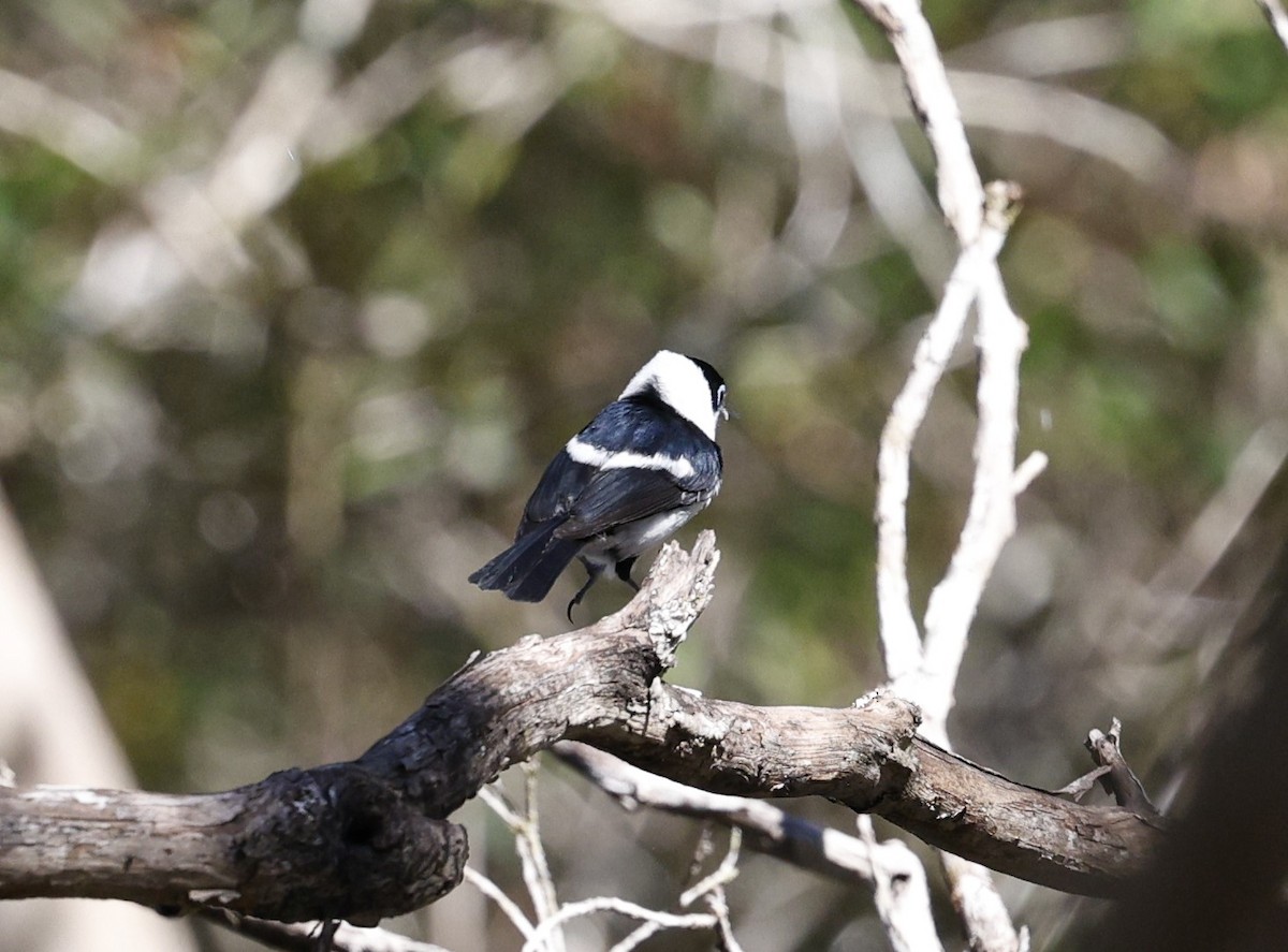 Pied Monarch - ML620507600