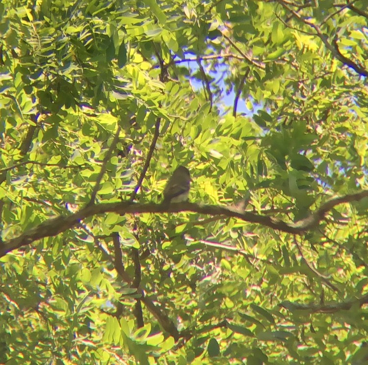 Eastern Wood-Pewee - ML620507606