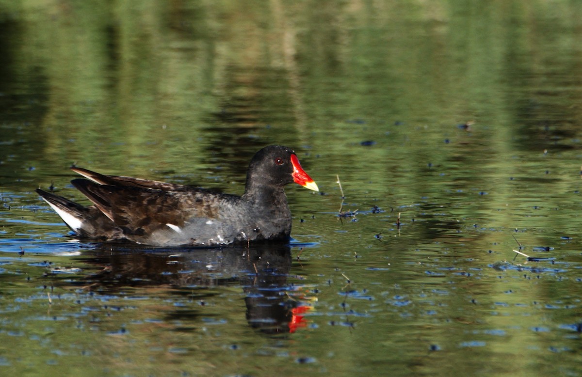 Gallinule poule-d'eau - ML620507608