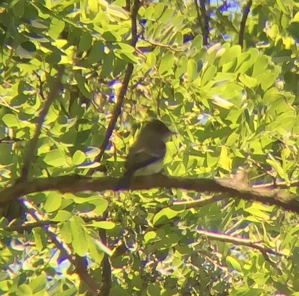 Eastern Wood-Pewee - ML620507610