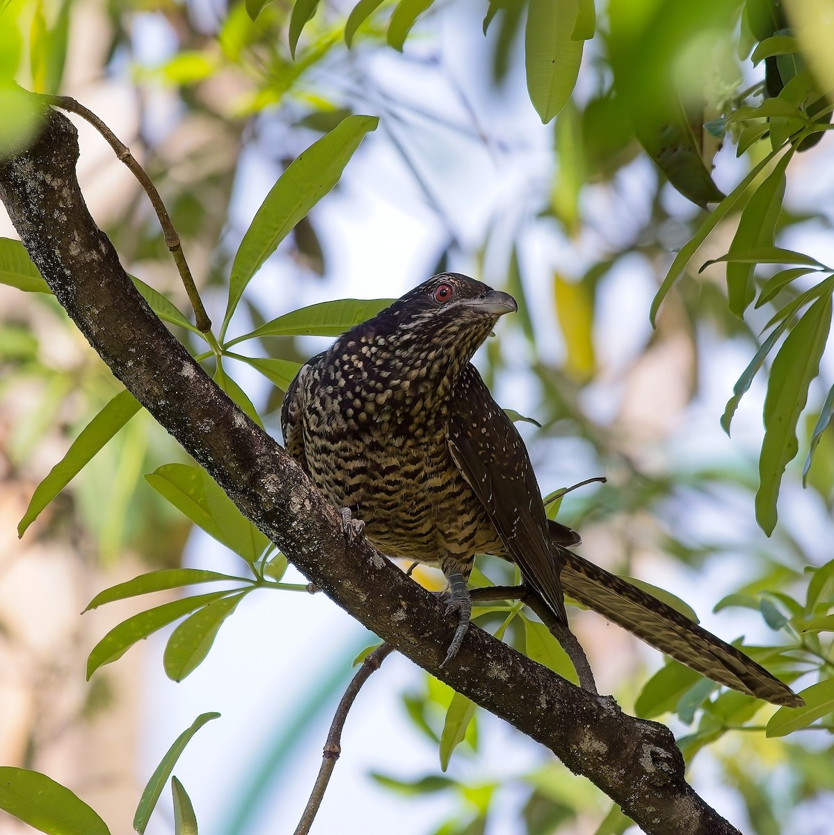 Asian Koel - ML620507615