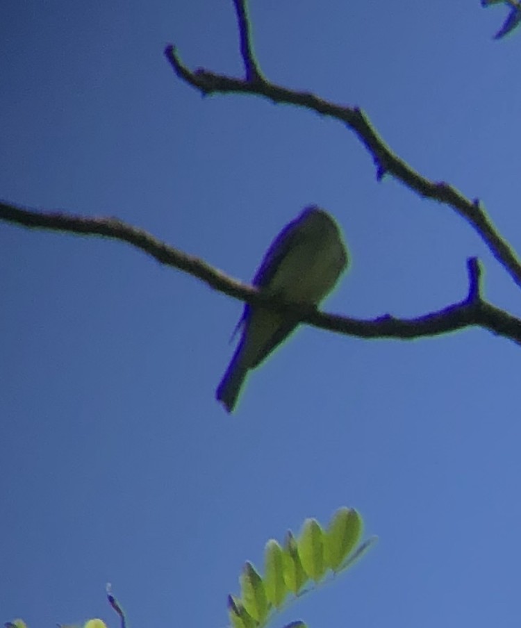 Eastern Wood-Pewee - ML620507617