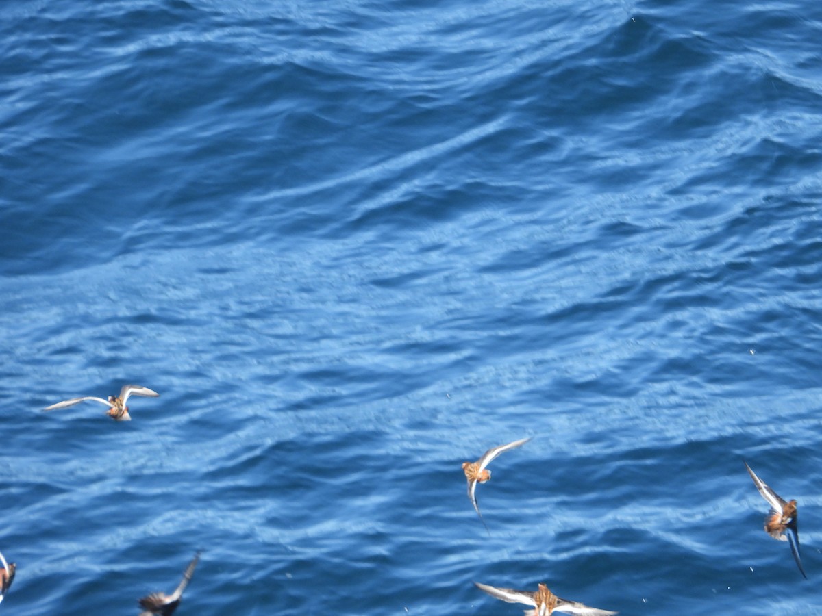 Red Phalarope - ML620507622