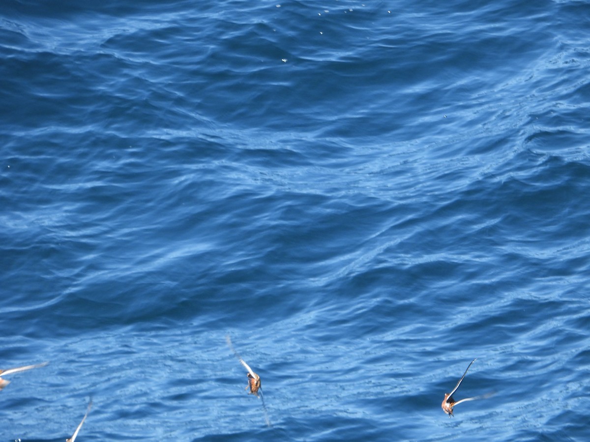 Phalarope à bec large - ML620507623