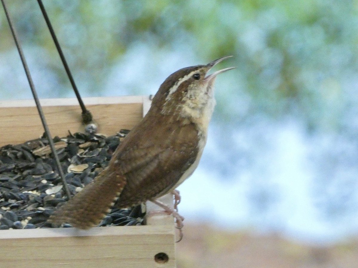 Carolina Wren - ML620507629