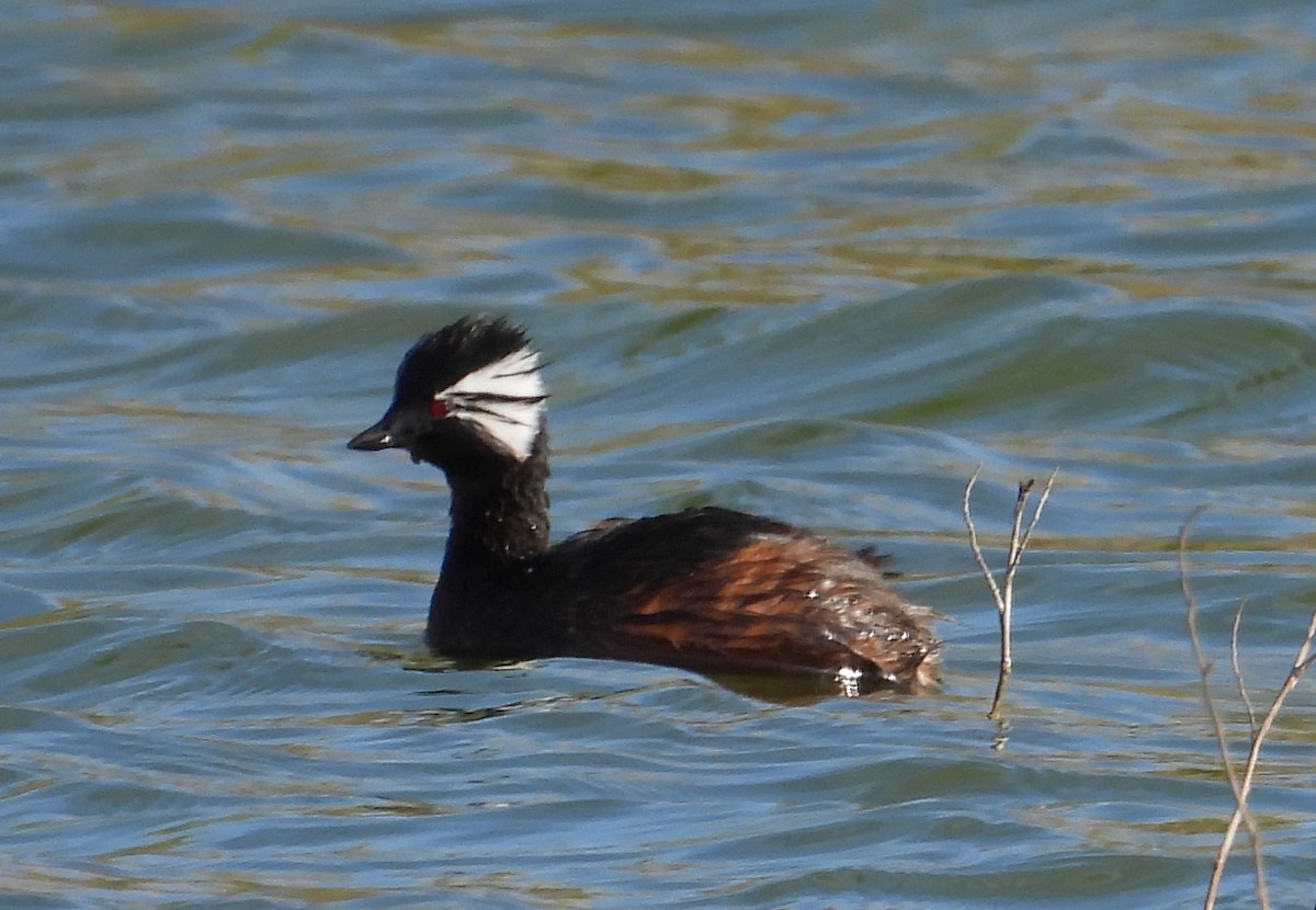 White-tufted Grebe - ML620507637