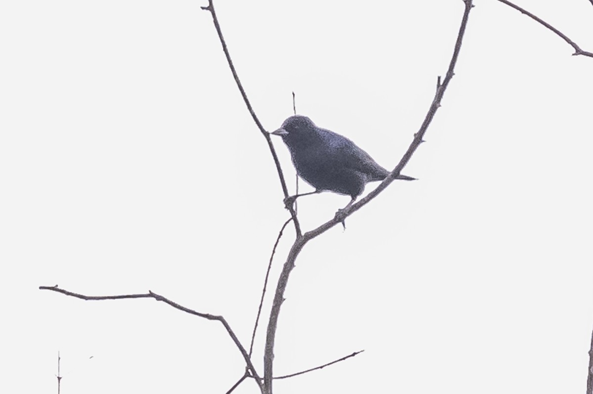 Shiny Cowbird - Amed Hernández