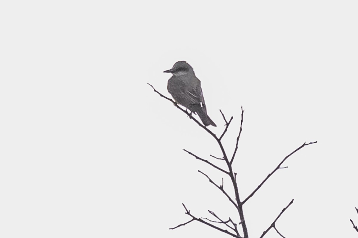 Tropical Kingbird - ML620507671