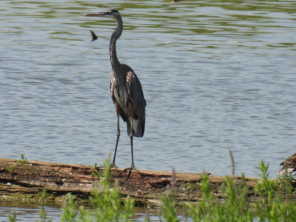 Garza Azulada - ML620507672