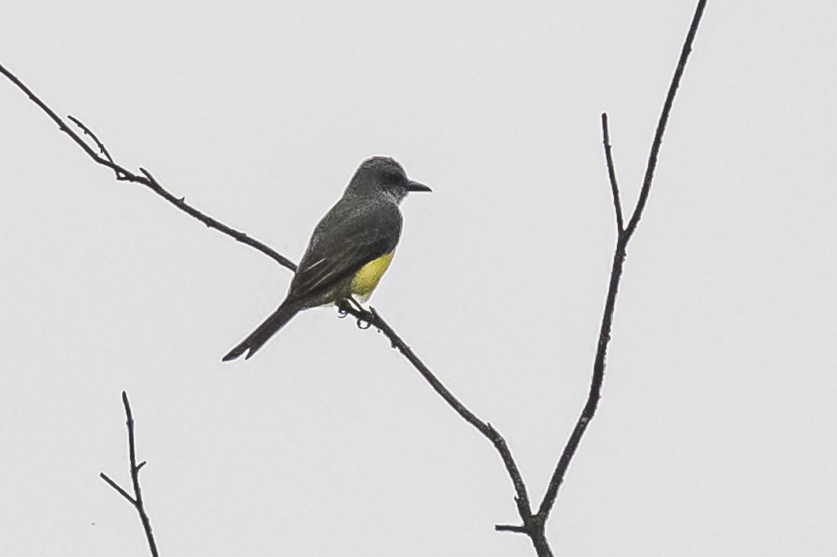 Tropical Kingbird - ML620507673