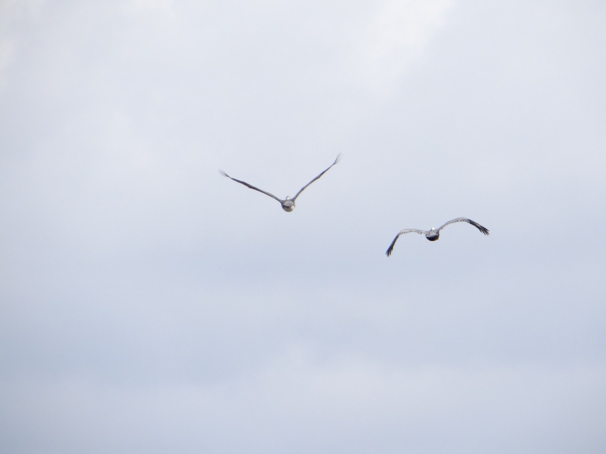 Brown Pelican - Bruce Davis