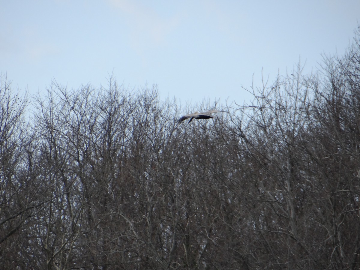 Brown Pelican - ML620507676