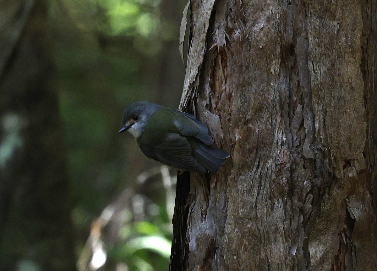 Pale-yellow Robin - ML620507680