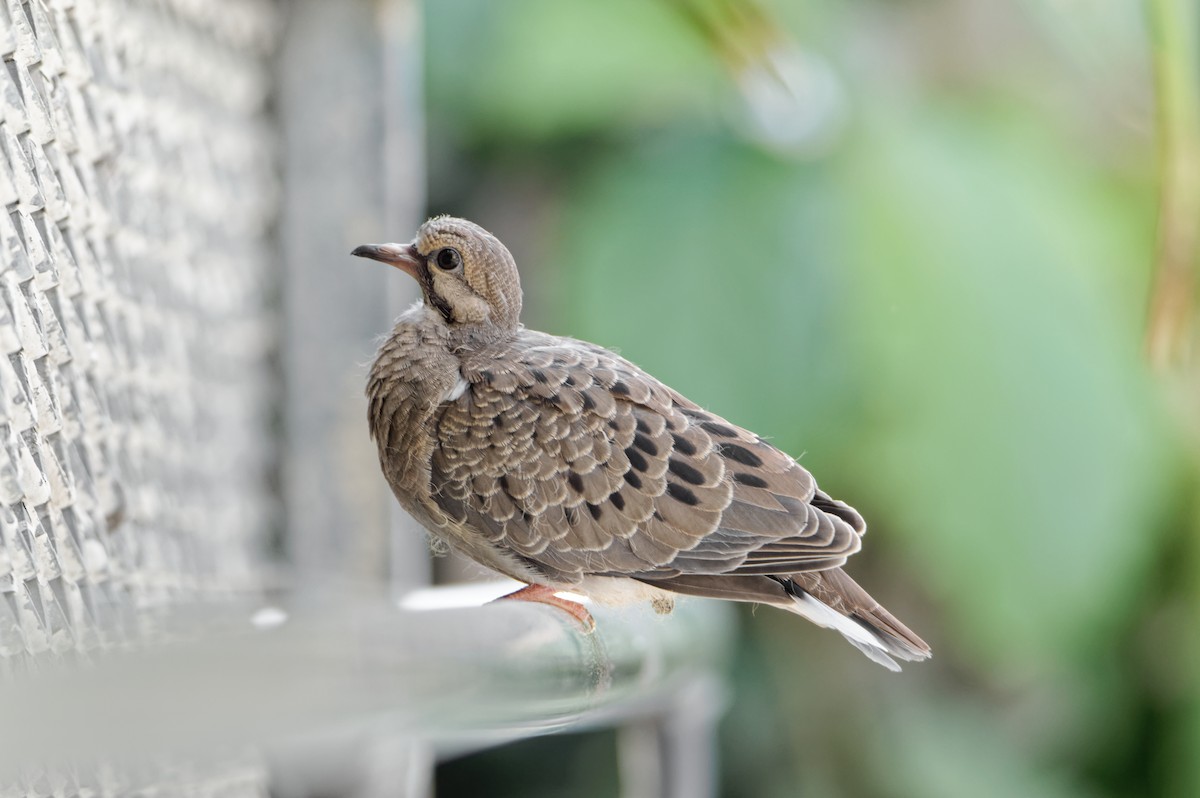 Mourning Dove - ML620507684