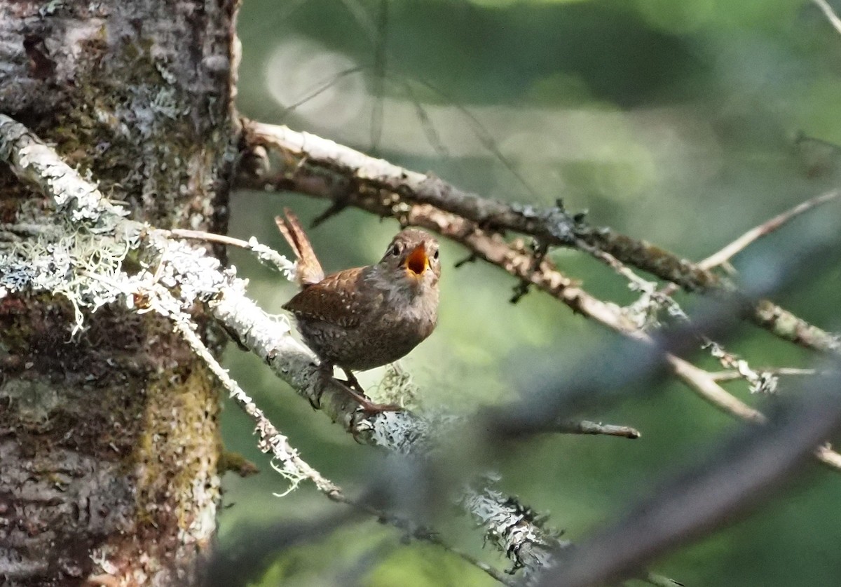 Troglodyte des forêts - ML620507685