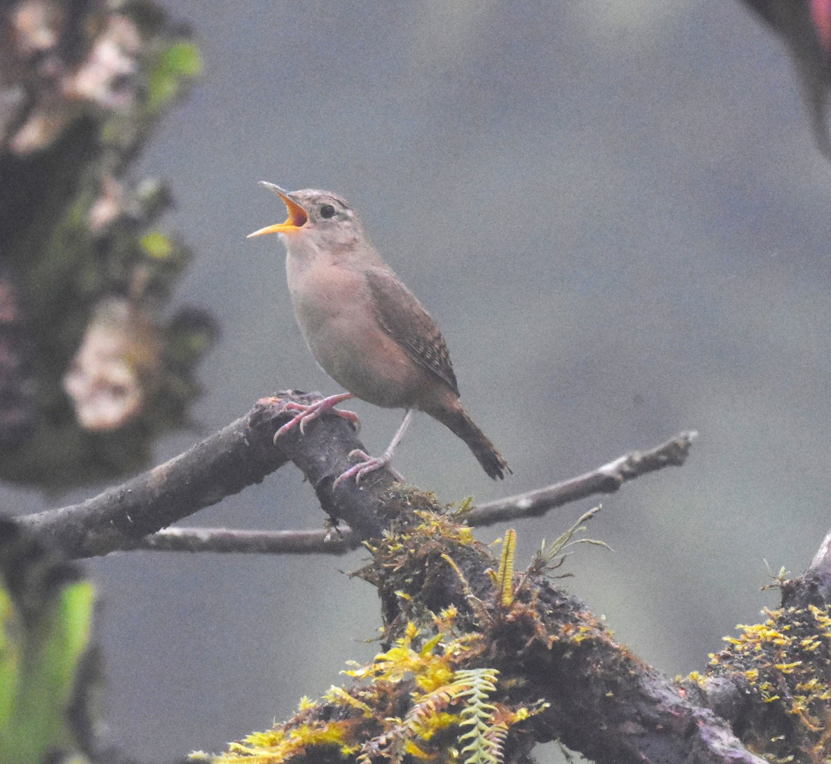 House Wren - Jerry Davis