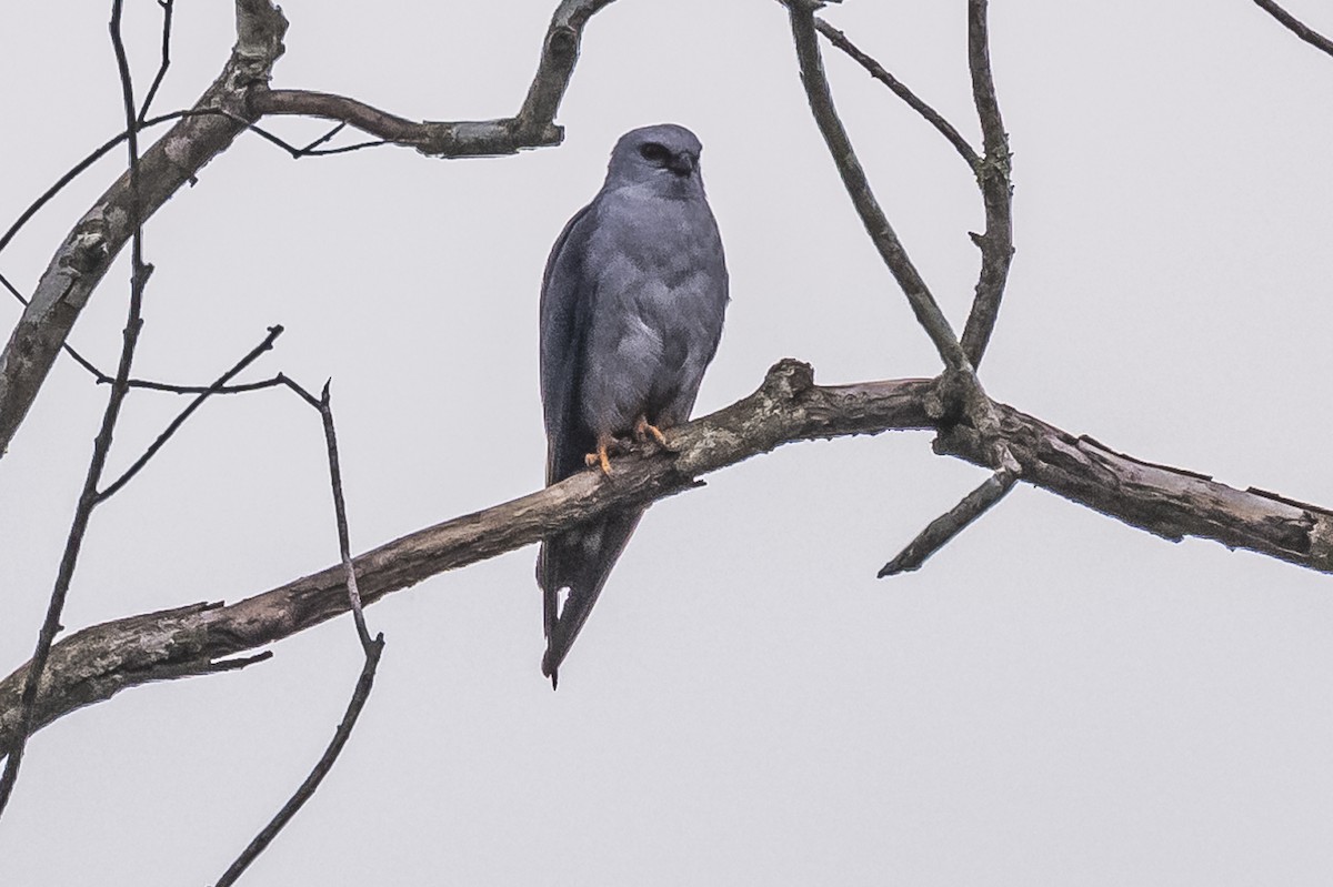 Plumbeous Kite - ML620507687