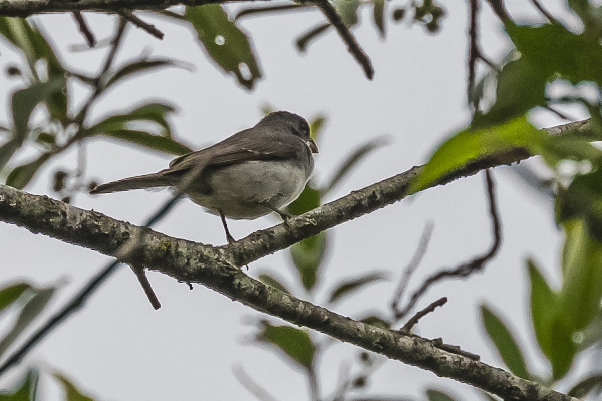 Double-collared Seedeater - ML620507691