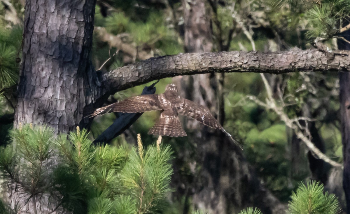 Rotschwanzbussard - ML620507692