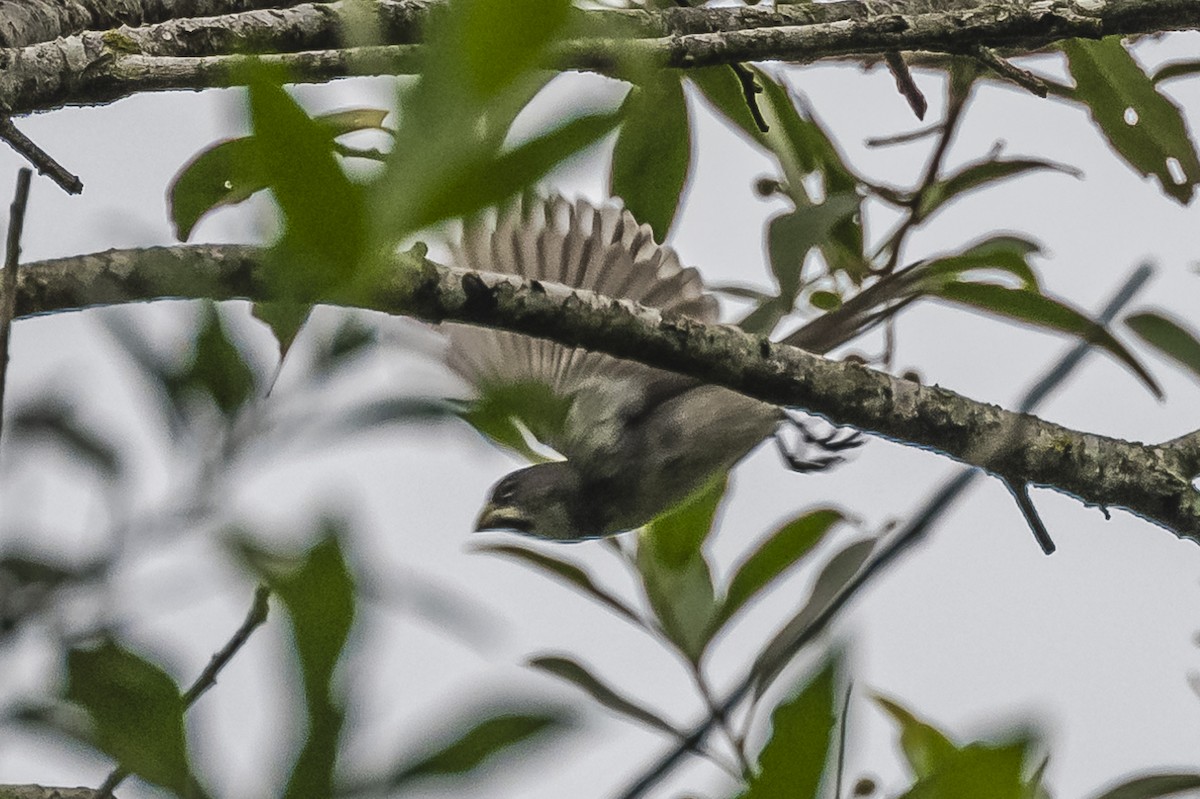 Double-collared Seedeater - ML620507693