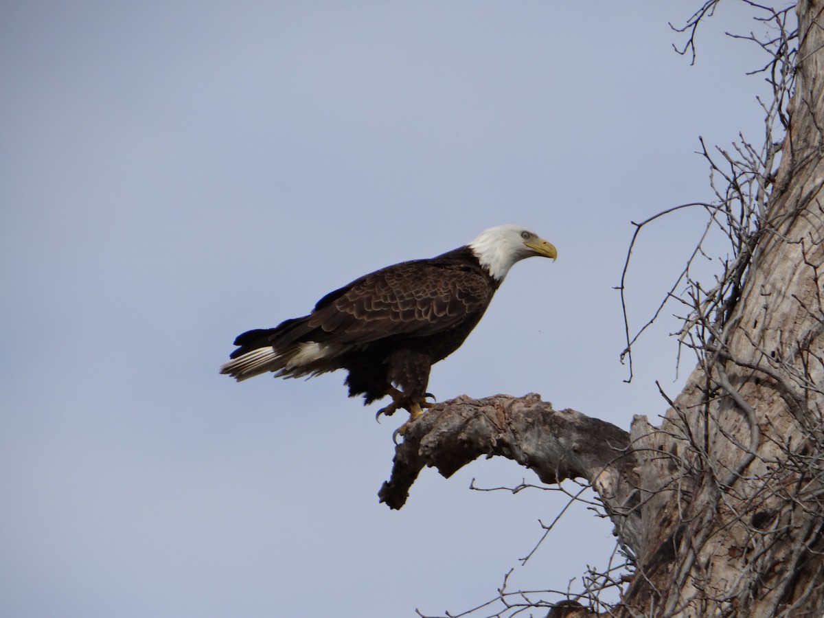 Bald Eagle - ML620507694