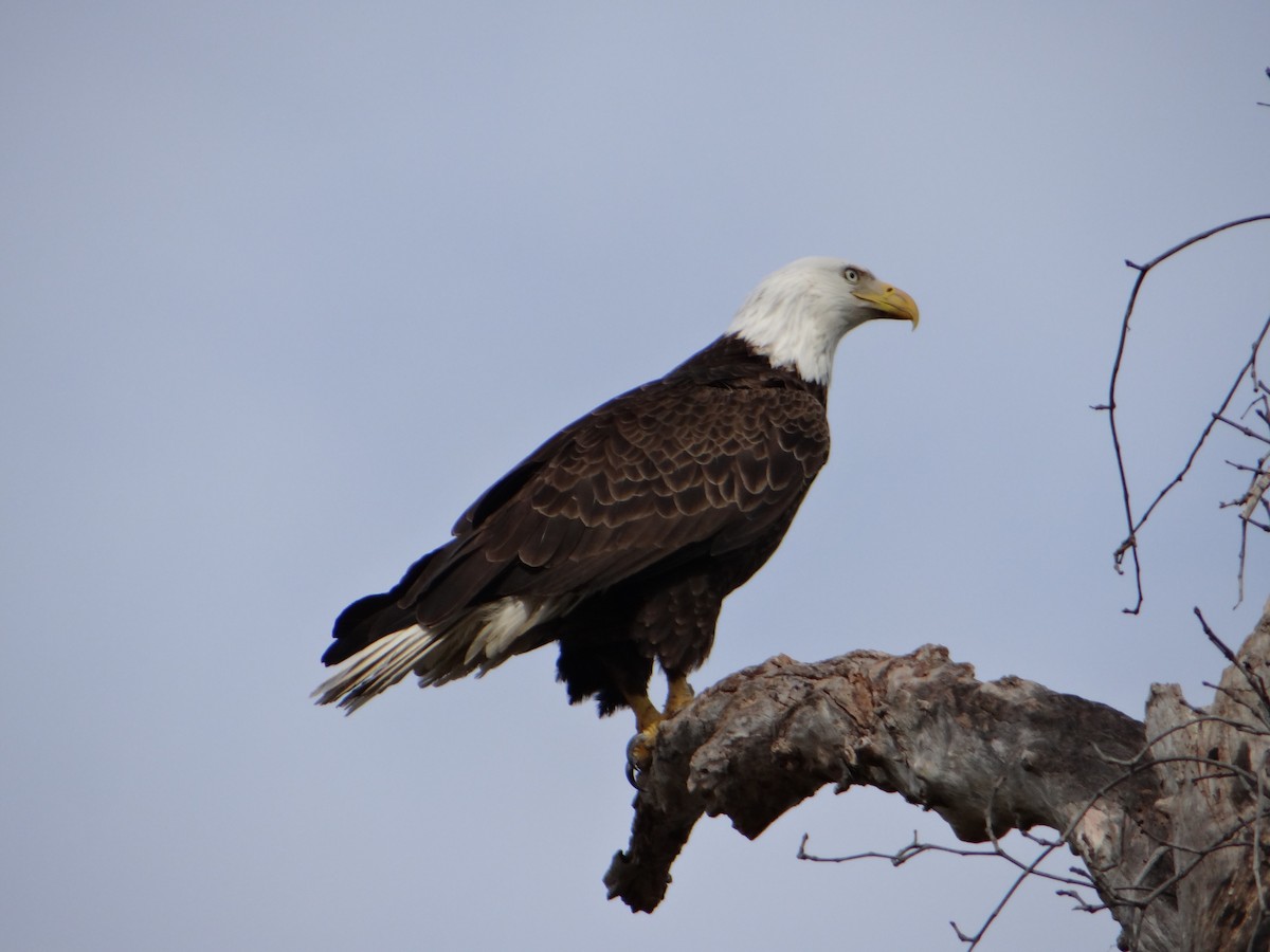 Bald Eagle - Bruce Davis