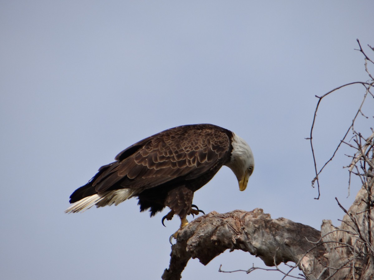 Weißkopf-Seeadler - ML620507702