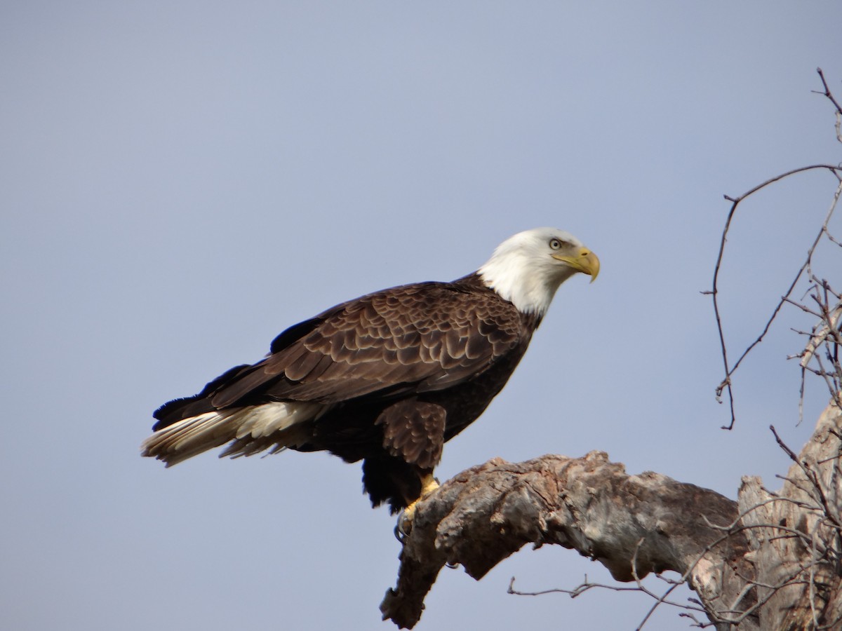 Weißkopf-Seeadler - ML620507703