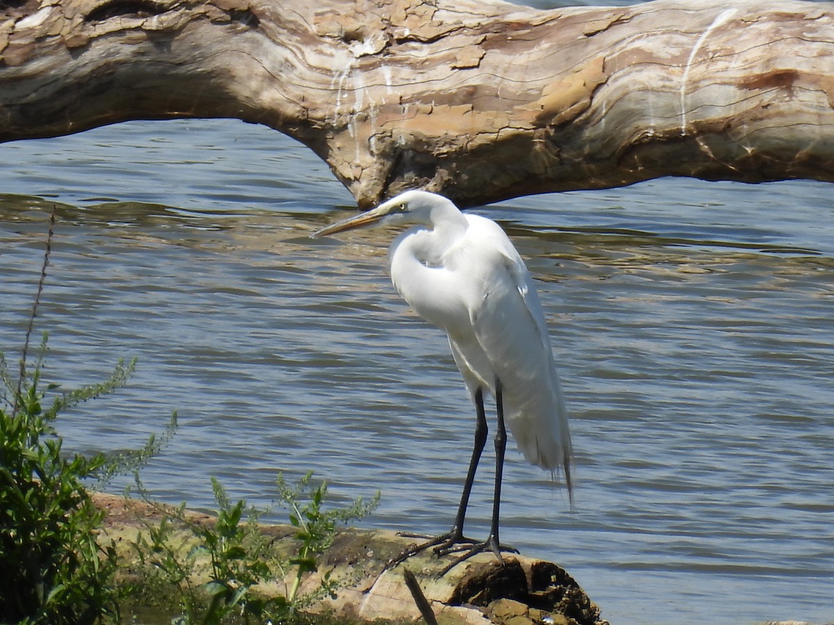 Great Egret - ML620507709