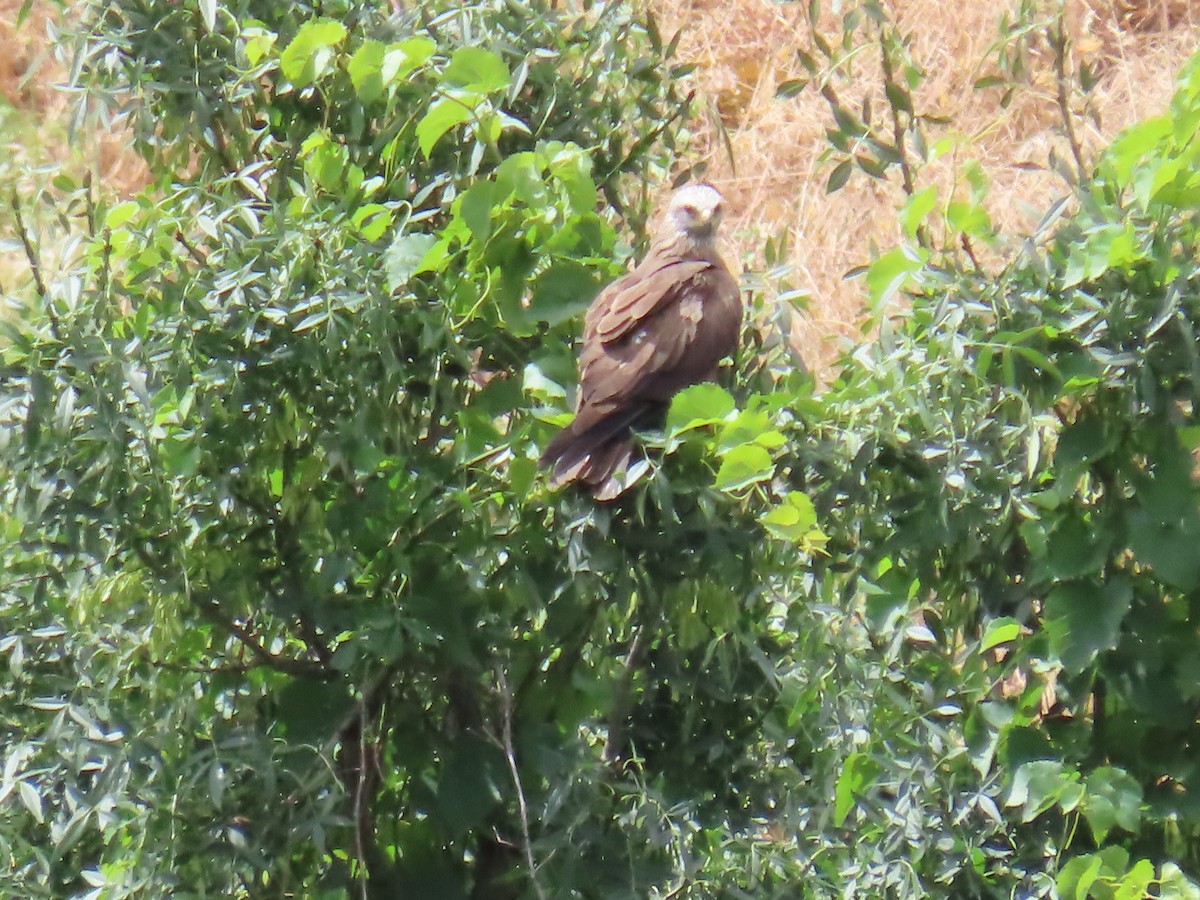 Black Kite - ML620507714