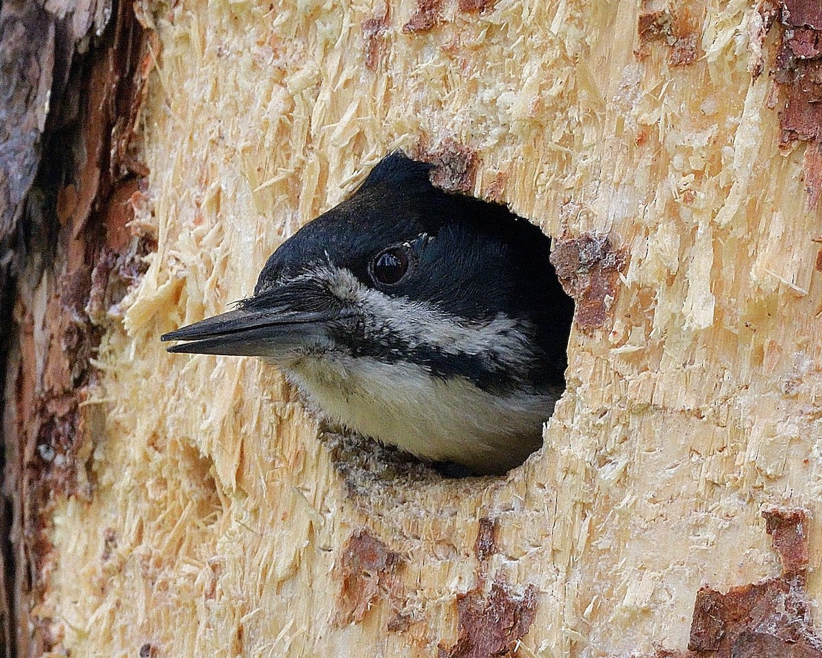 Black-backed Woodpecker - ML620507716