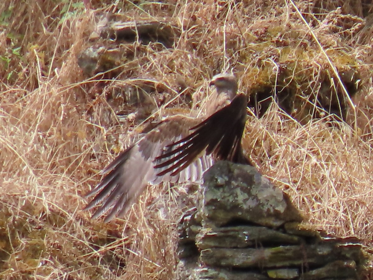 Black Kite - ML620507719