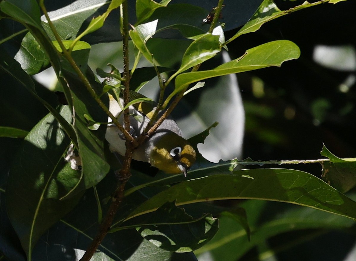 Zostérops à dos gris - ML620507723